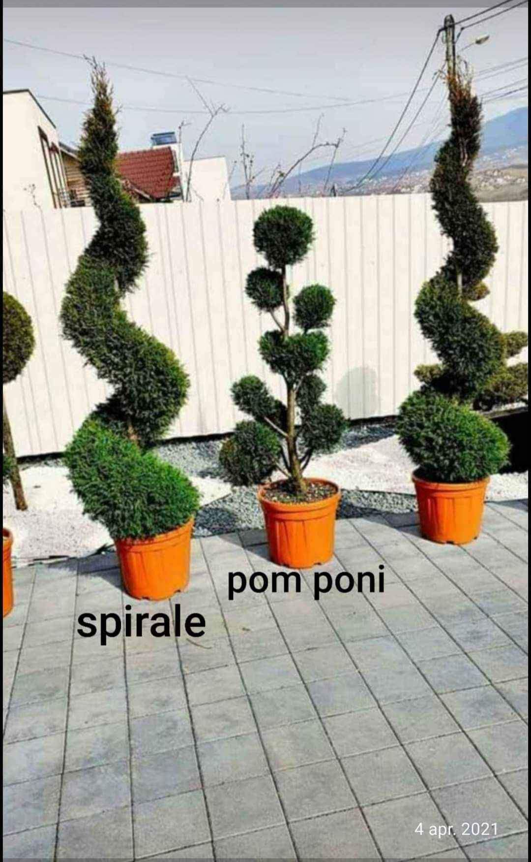 Plante ornamentale de la A la Z ne ocupam și cu amenajarea grădinilor