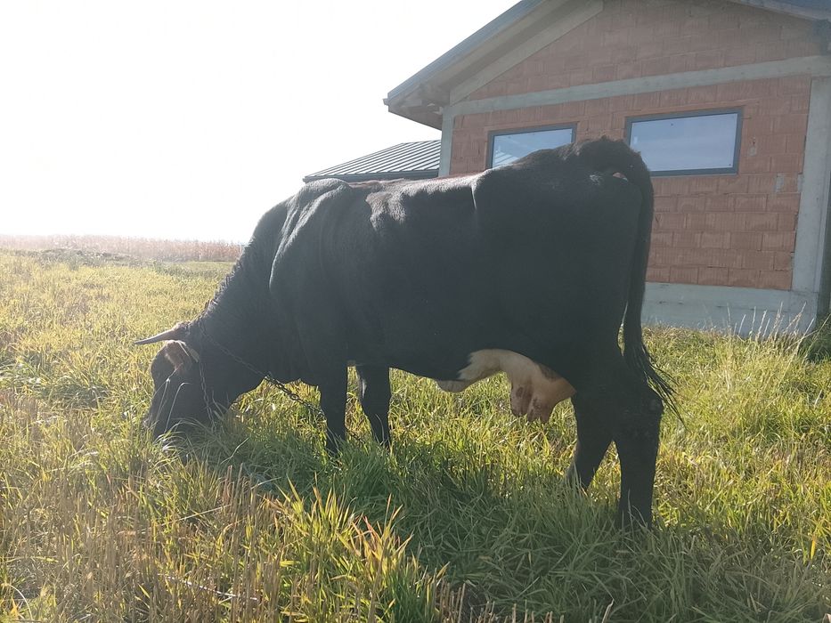 Vnd vaca cu vițel fătată de 6 săptămână al 4 vițel și are lapte 14 15