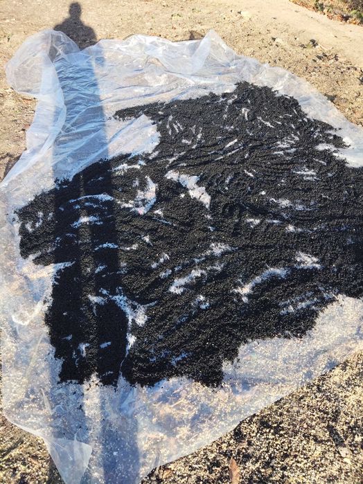 Vând sămânță ceapă rosie