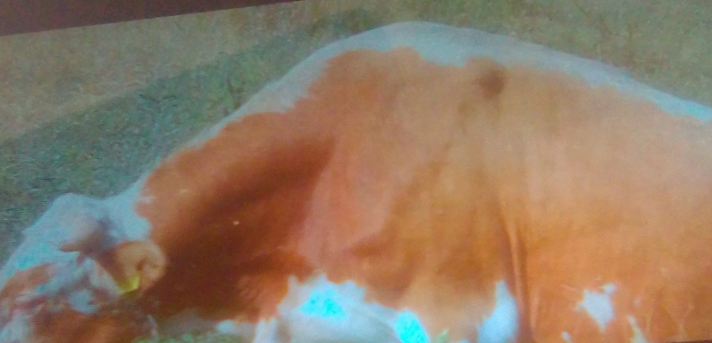 Doi Tauri buni de montă