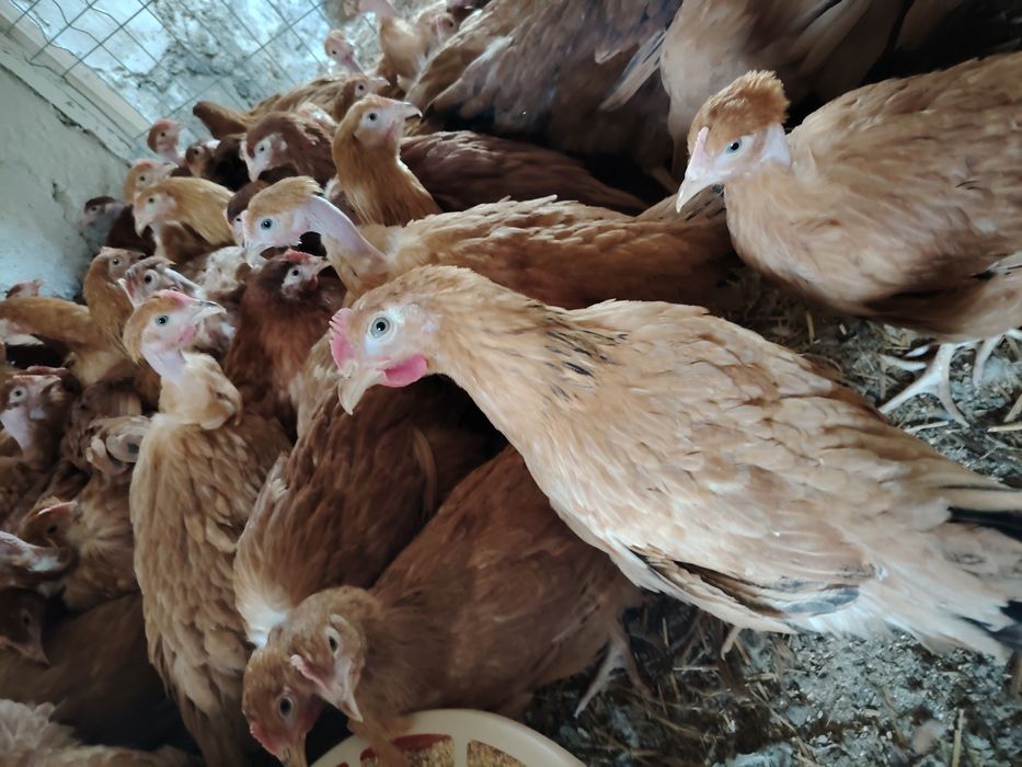 Vând puicuțe mixte Kabir