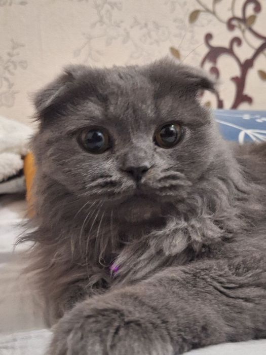 Кот ,порода Скотиш фолд+Мейн кун
