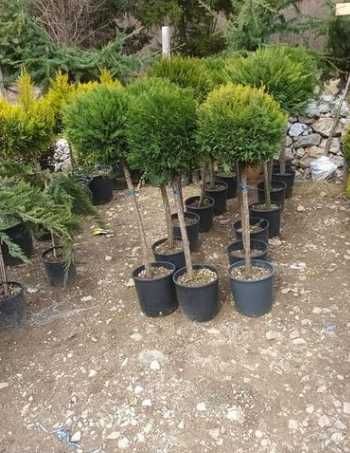 Tuia Smarald , Leilandy Plante Ornamentale