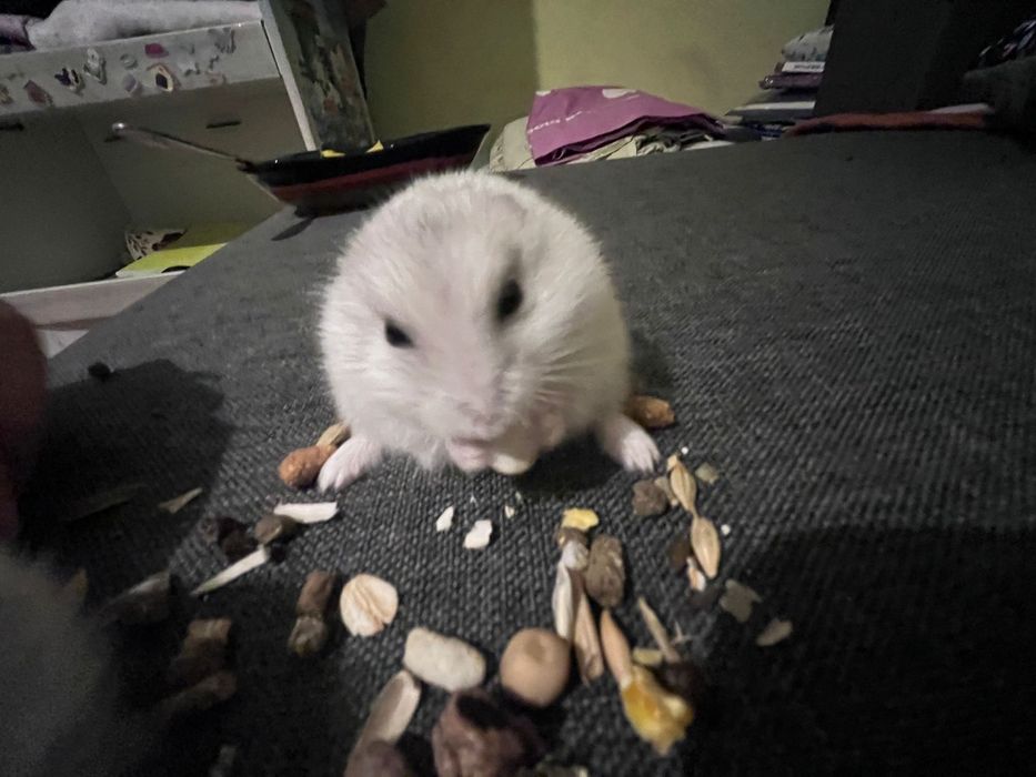 Hamsteri la 12 lei bucata