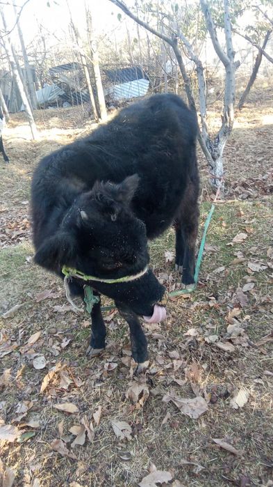 Сиыр. Бызау сатылады