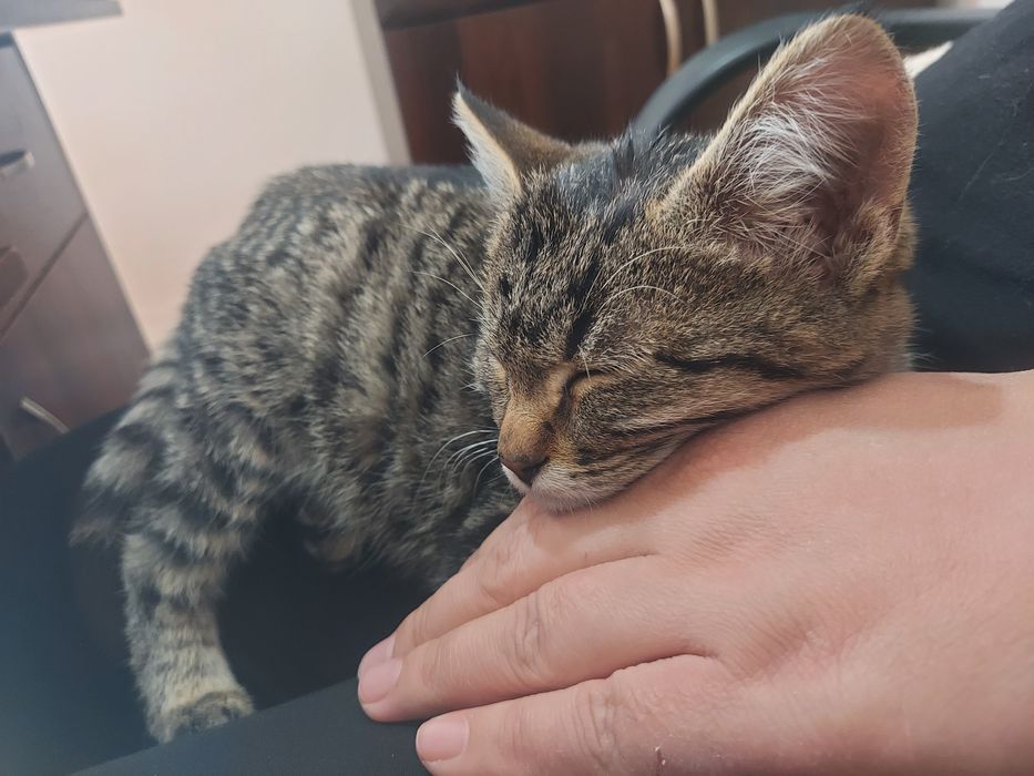 Отдам в добрые руки,очень ласковый мальчик