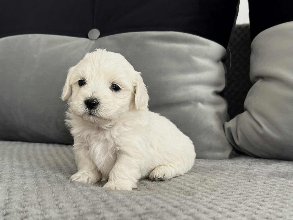Bichon maltez 500 lei negociabil