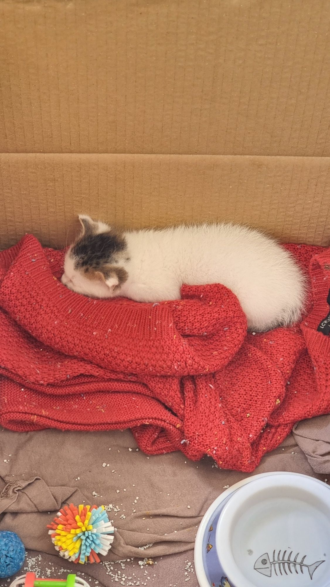 Котка малка улична