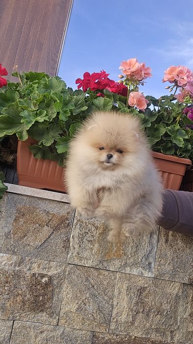 Мини Померан момиче