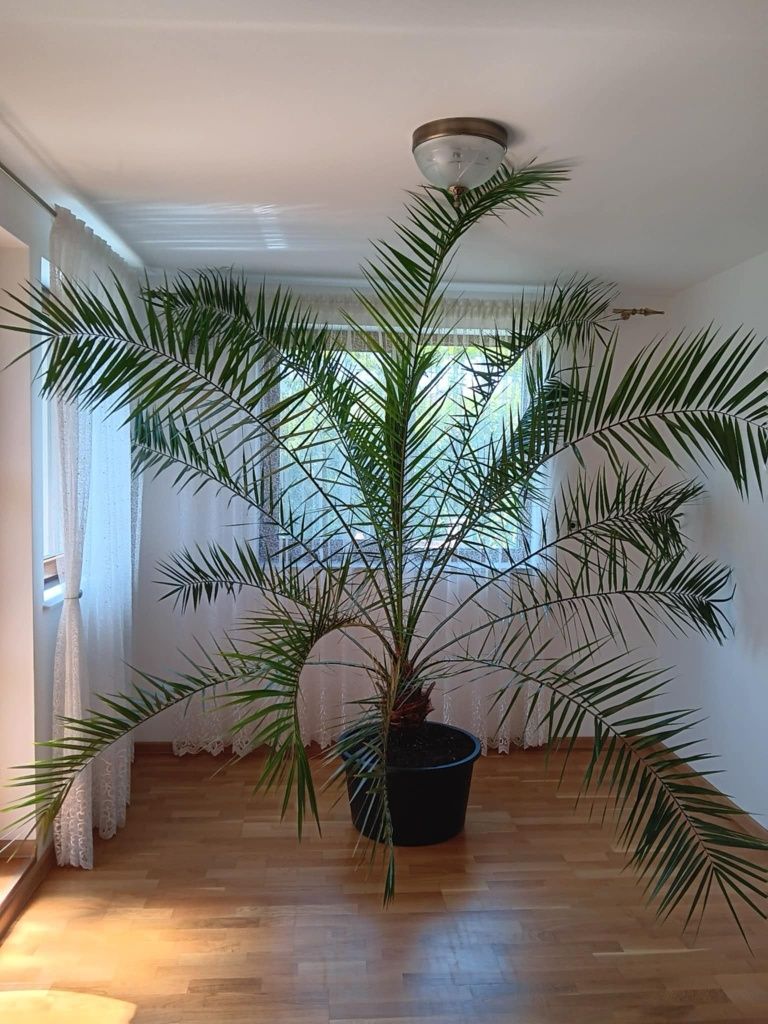 Palmier de interior