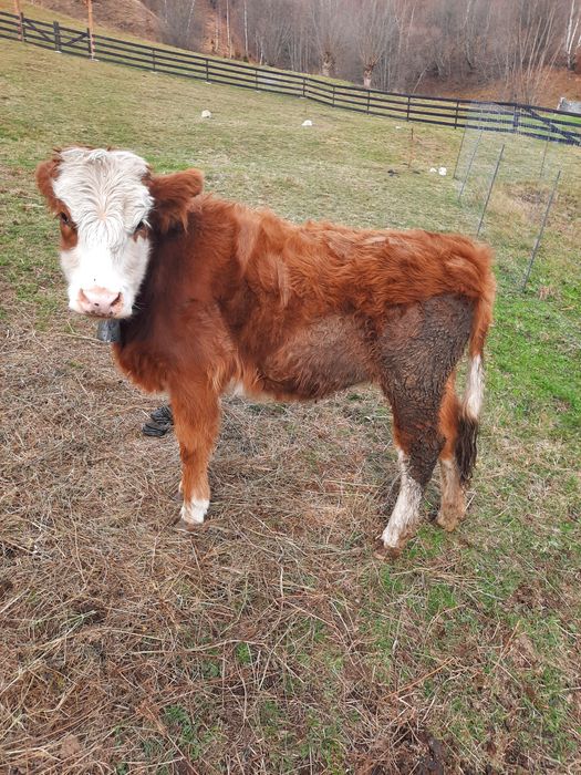Vitelusa baltata romaneasca originala de vanzare