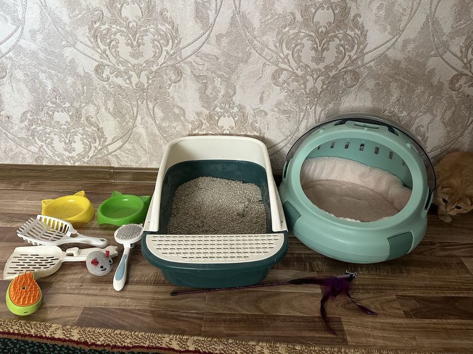 Scottish fold sotiladi 4 oyli