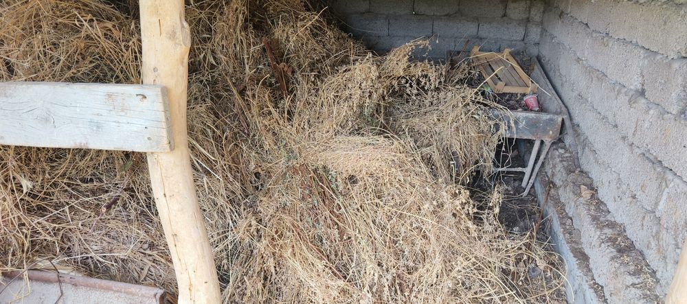 Beda sotiladi turishi