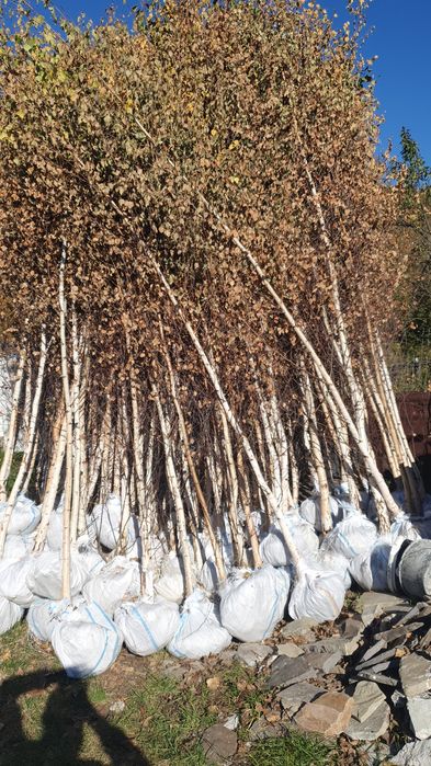 Mesteacăn betula pentru umbră