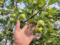 АРЕНДА! Овощна градина ябълки
