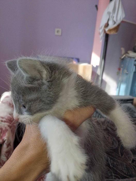 Котята бесплатно