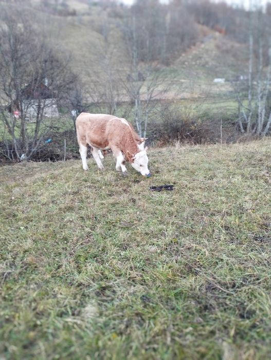 Vând vitel baltata romaneasca.