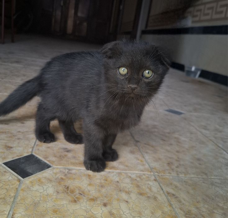 Продаётся котёнок! Породы: Шотландского фолда