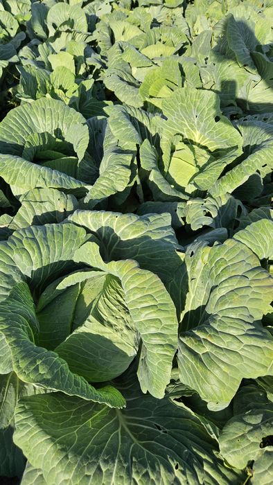 Varza plata si varza rotundă preț pe duba