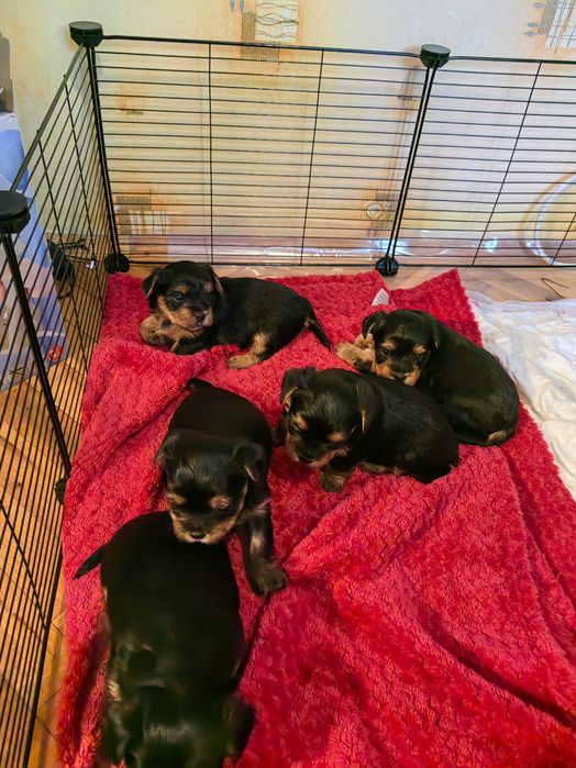 Сладки Йоркита очакват своите нови стопани