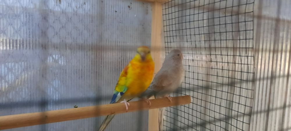 Perusi ,normali și motati ,o pereche de cantatorii .papagal vrabie