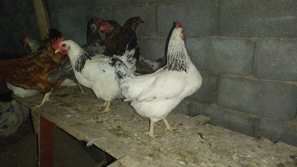 Адлер тауығы  сатылады .