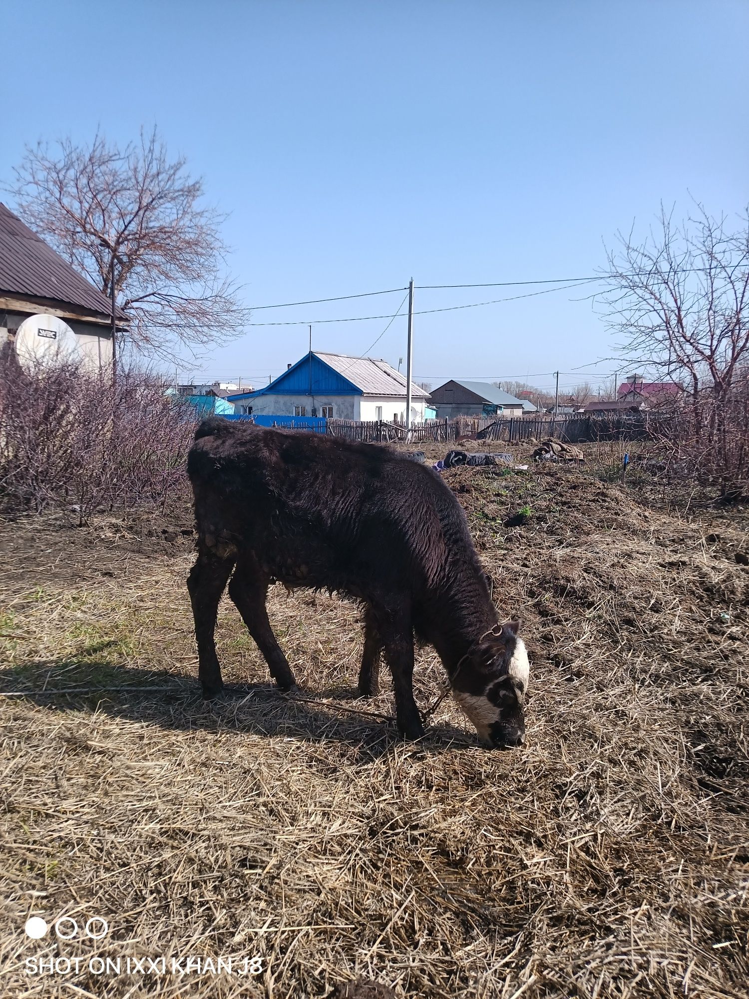 Продам бычка комолой породы