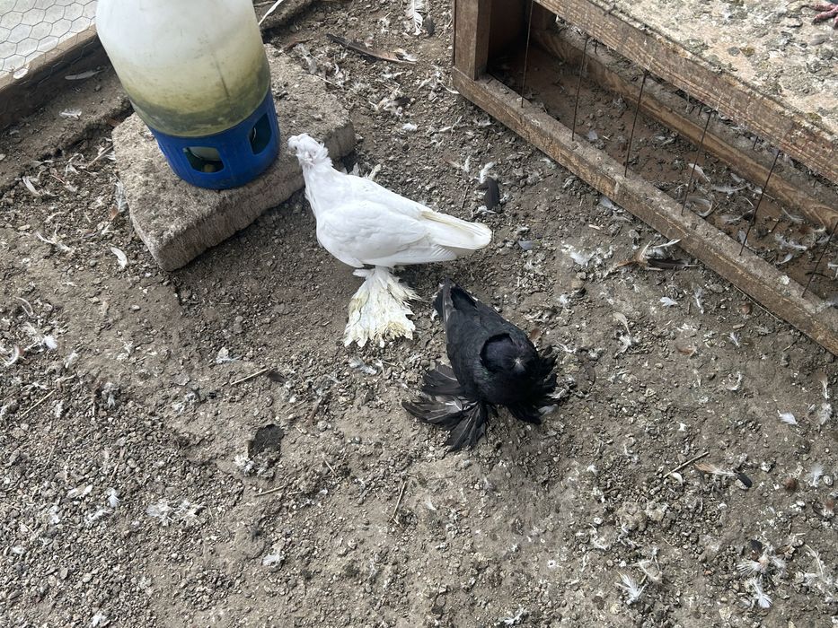 Vand tobosari germani si tobosari de dresla