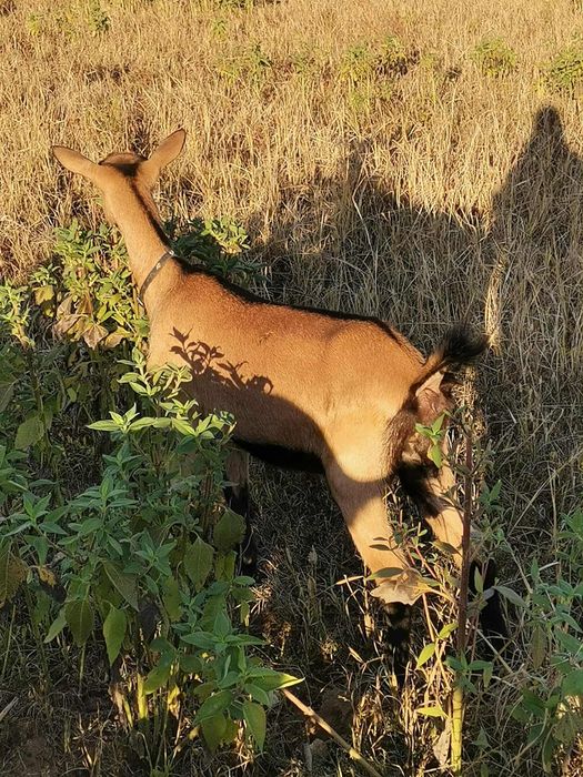 Vând ieduță alpin franceză