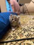 Котята скотиш фолд и страйт