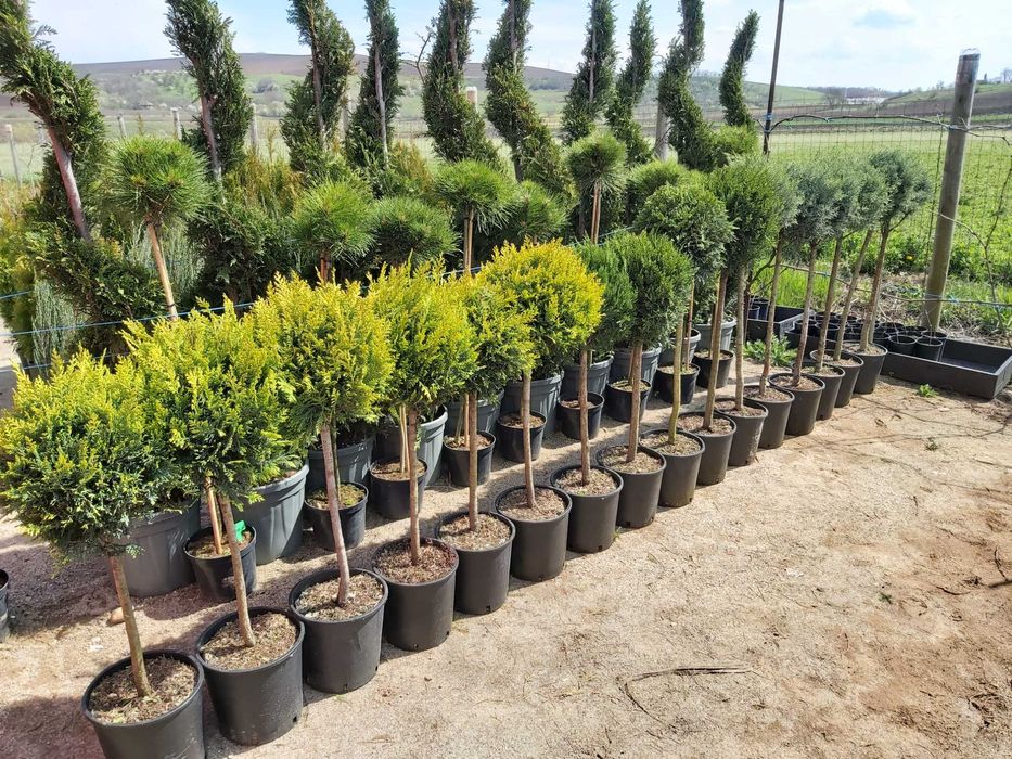 Vand conifere si plante ornamentale la ghiveci