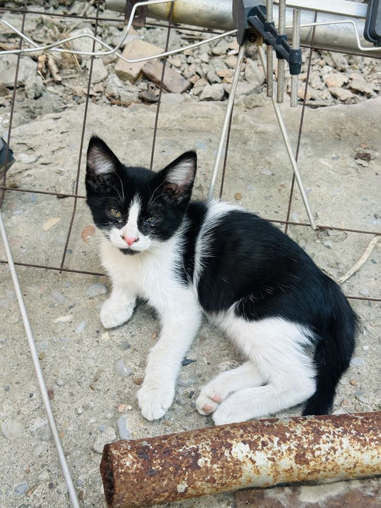 Отдам котят бесплатно