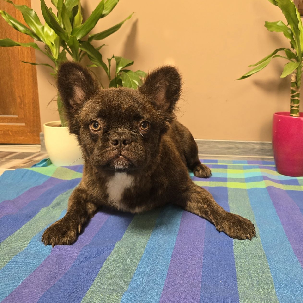 *FLUFFY* Френско Булдоче