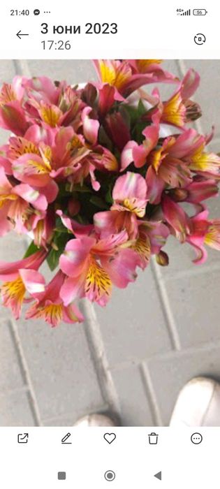 Алстромерии - розова