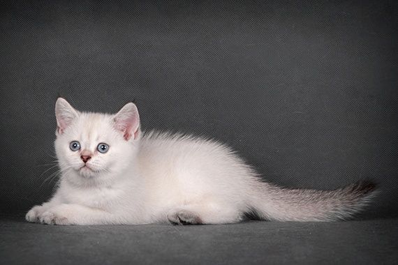 Продам голубоглазого котенка шиншиллы.