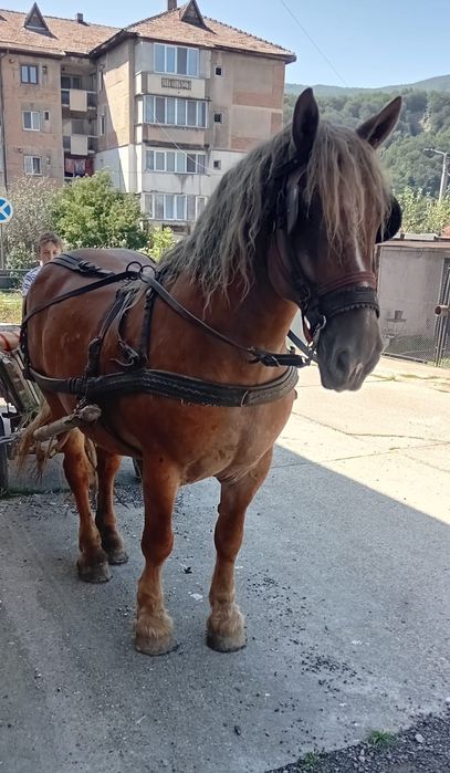 Cal frumos de vânzare