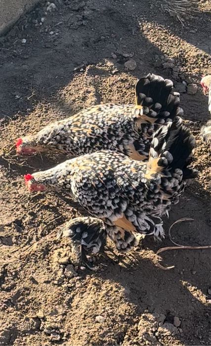 Vand gaini mii de flori si sebright