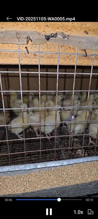 Ламон Браун балапандары арзан багада