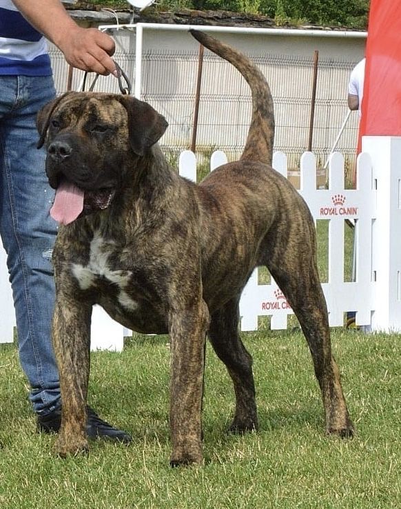 Mascul presa canario