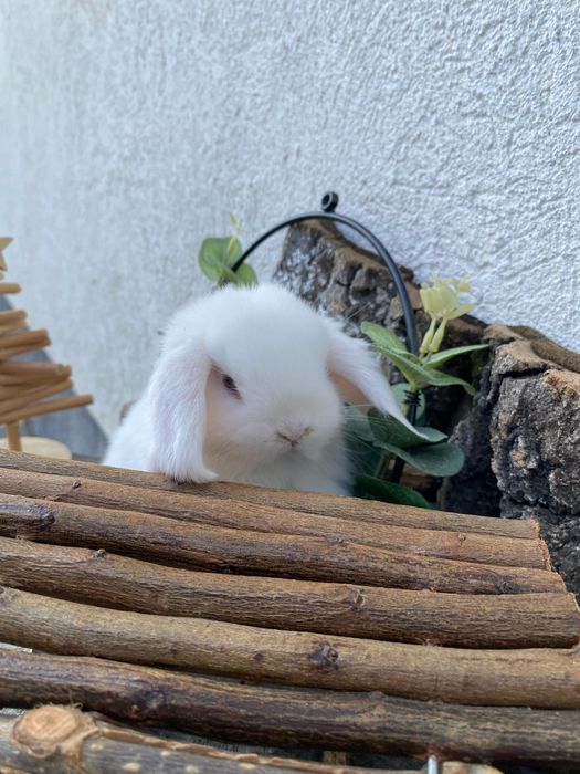 Iepuri pitici de companie berbec pitic mini lop holland lop