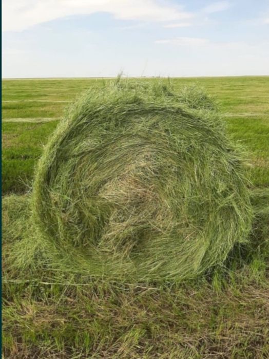 Сено тюковое разные травия свежий покос