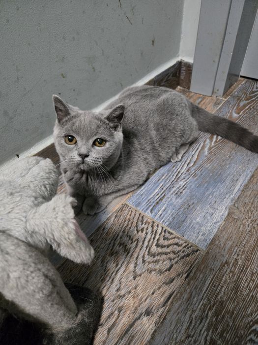 Британска късокосместа, котета