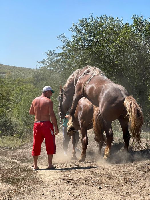 Armăsar de vânzare