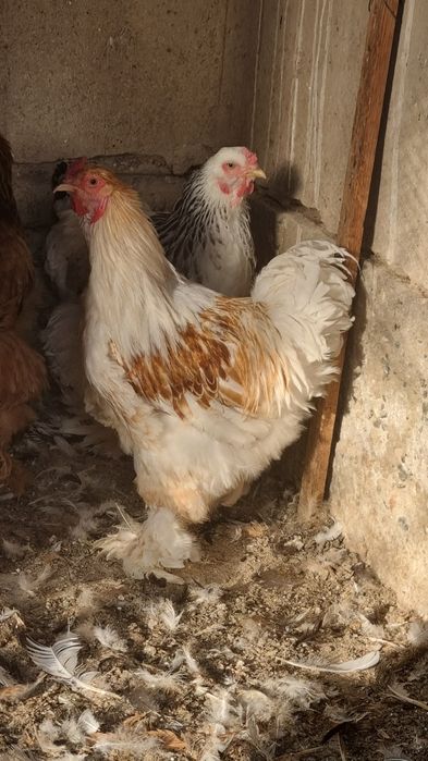 Brama beloe zolota xo'roz