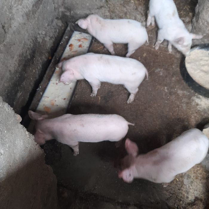 Flori , păsări, plante și animale pregătite pentru o casă nouă