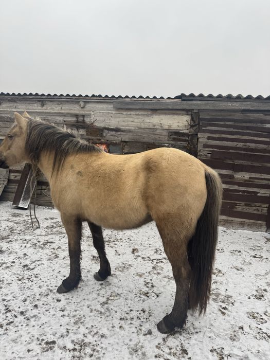 Продам Байтал звонить на этот номер