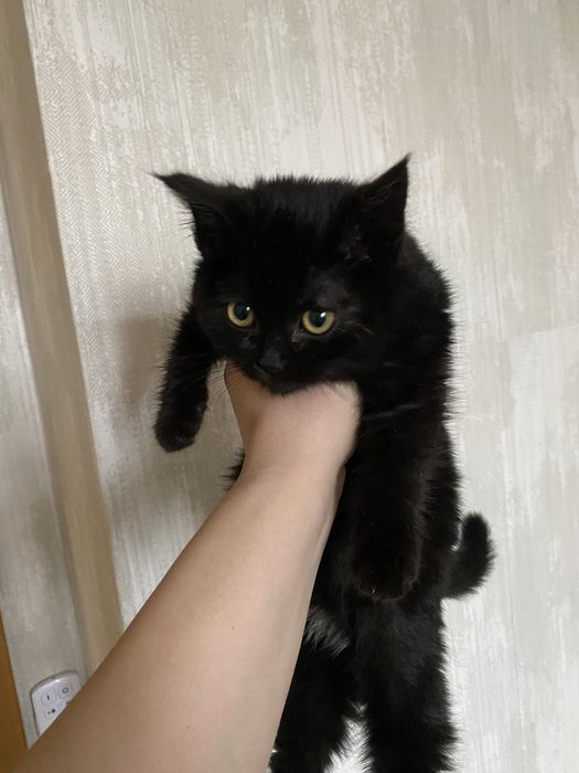 Котенок бесплатно