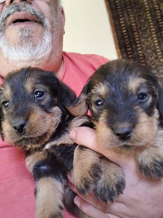 Pui tekel sârmos...Dachshund