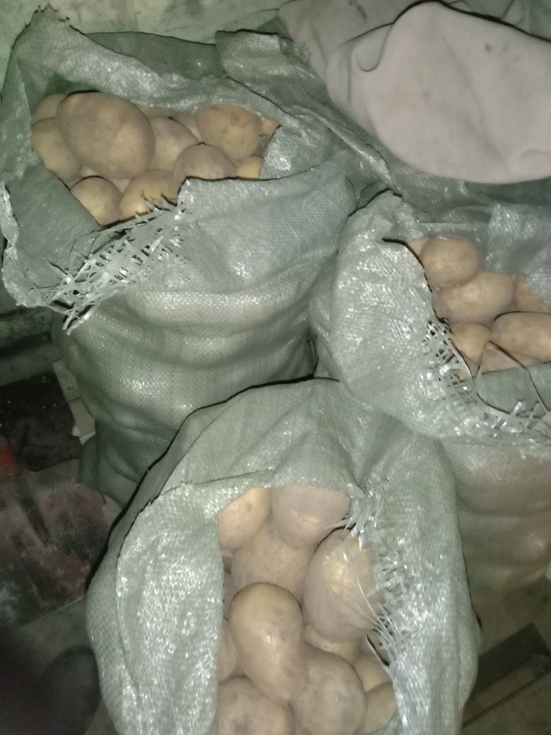 Продам картофель