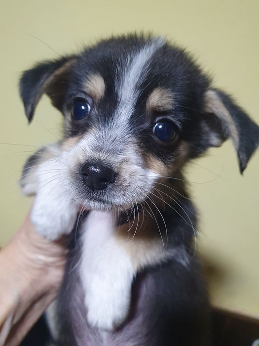 Подарявам малки сладурчета